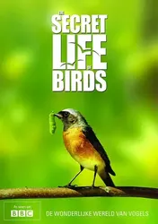 Bí ẩn cuộc sống loài chim - Bí ẩn cuộc sống loài chim