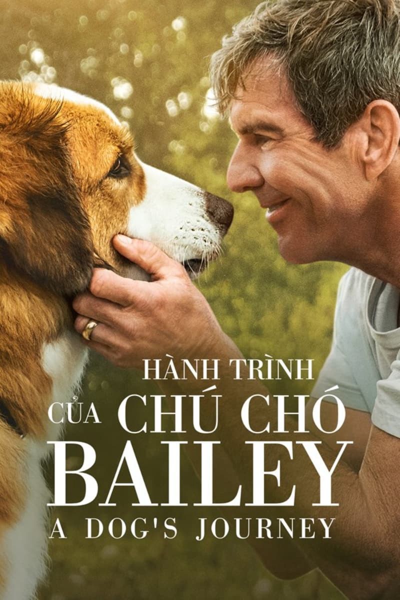 Hành Trình Của Chú Chó Bailey - Hành Trình Của Chú Chó Bailey